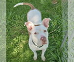 Small #7 American Staffordshire Terrier-Boxer Mix