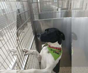Harvey - Male Pointer-Unknown Mix Dog for Adoption - Photo #3