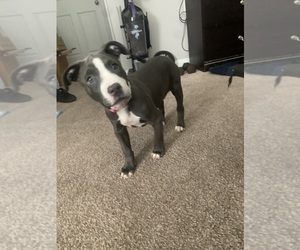 American Staffordshire Terrier Puppy for sale in SUITLAND, MD, USA