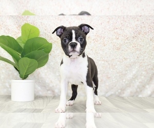 Boston Terrier Puppy for sale in MARIETTA, GA, USA