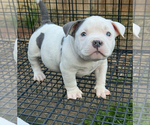 Small #2 American Bully