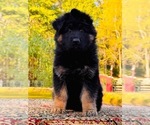 Small #2 German Shepherd Dog