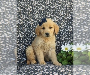 Golden Retriever Puppy for Sale in NEW PROVIDENCE, Pennsylvania USA