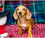 Small Photo #15 Dachshund Puppy For Sale in WAKARUSA, IN, USA