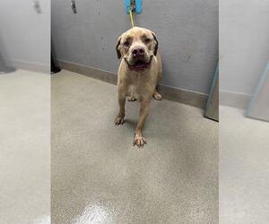 American Pit Bull Terrier-Unknown Mix Dogs for adoption in Las Vegas, NV, USA
