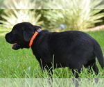 Small #24 Labrador Retriever