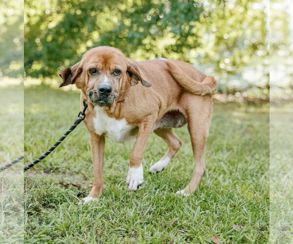 Medium Photo #5 Basset Hound-Redbone Coonhound Mix Puppy For Sale in Attalka, AL, USA