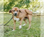 Small #4 Basset Hound-Redbone Coonhound Mix