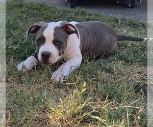 American Bully Puppy for sale in MURRIETA, CA, USA