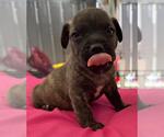 Small #1 French Bull Weiner