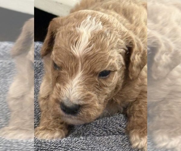 Medium Photo #11 Goldendoodle (Miniature) Puppy For Sale in ALBEMARLE, NC, USA