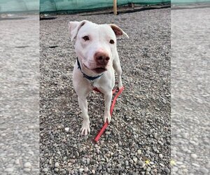 American Pit Bull Terrier-Unknown Mix Dogs for adoption in Albuquerque, NM, USA