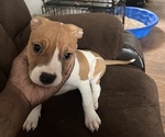 Puppy Ginger American Pit Bull Terrier
