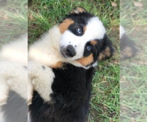 Australian Shepherd Puppy for sale in ASHVILLE, OH, USA