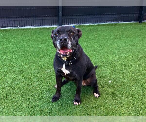 Medium Photo #1 Mutt Puppy For Sale in Orange, CA, USA