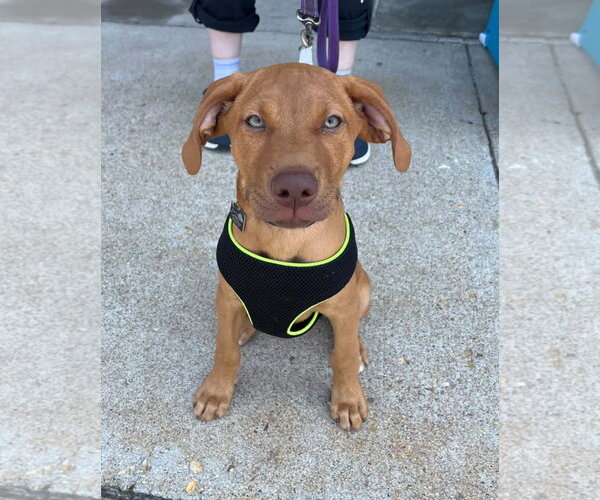 Medium Photo #3 Doberman Pinscher-Labrador Retriever Mix Puppy For Sale in Spotsylvania, VA, USA