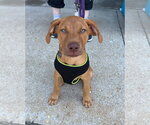 Small #2 Doberman Pinscher-Labrador Retriever Mix