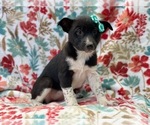Small Photo #11 Australian Cattle Dog-Border Collie Mix Puppy For Sale in LAKELAND, FL, USA