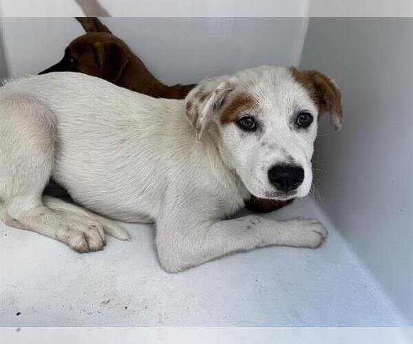 Medium Photo #1 American Pit Bull Terrier-Unknown Mix Puppy For Sale in Houston, TX, USA