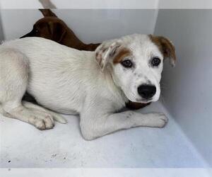 American Pit Bull Terrier-Unknown Mix Dogs for adoption in Houston, TX, USA