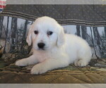 Small Photo #1 English Cream Golden Retriever Puppy For Sale in SHILOH, OH, USA