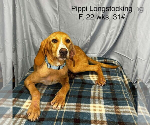 Medium Photo #3 Coonhound-Unknown Mix Puppy For Sale in Columbus, IN, USA