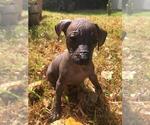 Small Photo #8 Xoloitzcuintli (Mexican Hairless) Puppy For Sale in BOX CANYON, CA, USA