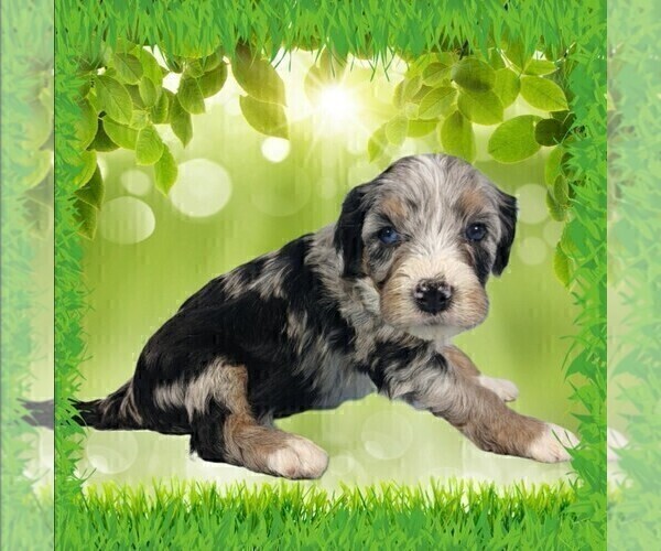 Medium Photo #13 Bernedoodle (Miniature) Puppy For Sale in BLACK FOREST, CO, USA