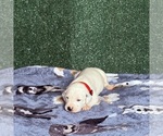 Puppy 3 Dalmatian