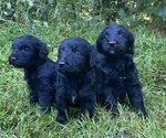 Small #4 Goldendoodle