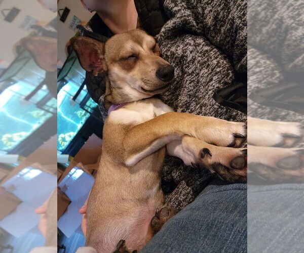 Medium Photo #4 Chiweenie Puppy For Sale in Candler, NC, USA