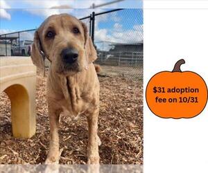 Goldendoodle Dogs for adoption in Santa Cruz, CA, USA