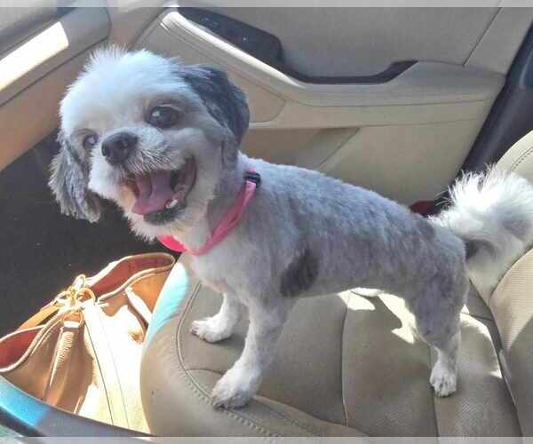 Medium Photo #3 Shih Tzu Puppy For Sale in Tempe , AZ, USA