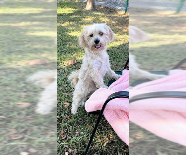 Medium Photo #18 Shih Tzu Puppy For Sale in Weston, FL, USA