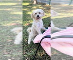 Small #17 Shih Tzu