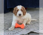 Small #2 Goldendoodle