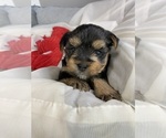 Girl Purple - Female Yorkshire Terrier Puppy for Sale - Photo #2