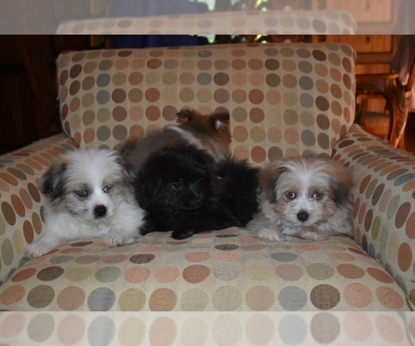 Medium Photo #25 Pom-Shi Puppy For Sale in DINWIDDIE, VA, USA