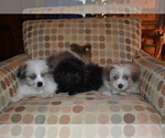 Small Photo #25 Pom-Shi Puppy For Sale in DINWIDDIE, VA, USA