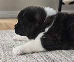 Small Photo #28 Akita Puppy For Sale in STRAFFORD, MO, USA