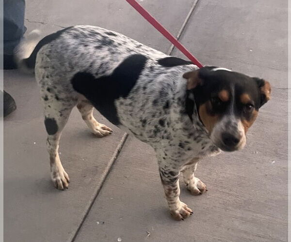 Medium Photo #4 Mutt Puppy For Sale in Queen Creek, AZ, USA