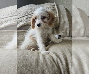 Cavapoo Puppy for sale in NILES, MI, USA