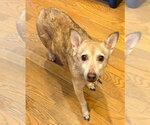 Small #2 Chihuahua Mix