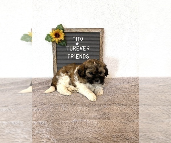 Medium Photo #2 Zuchon Puppy For Sale in BLOOMFIELD, IN, USA
