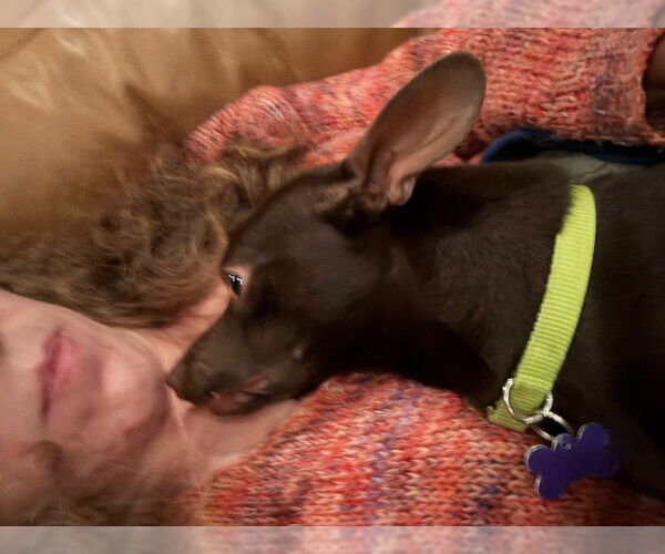 Medium Photo #4 Chihuahua Puppy For Sale in East Derry, NH, USA