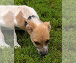 Small #1 Mutt