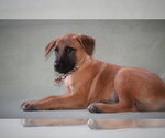 Small #4 Black Mouth Cur Mix