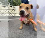 Small #7 American Pit Bull Terrier-Staffordshire Bull Terrier Mix