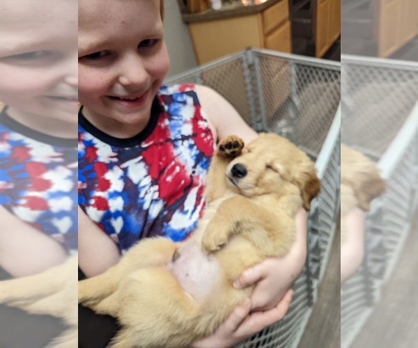 Medium Photo #6 Golden Retriever Puppy For Sale in LA PINE, OR, USA