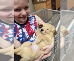 Small Photo #6 Golden Retriever Puppy For Sale in LA PINE, OR, USA